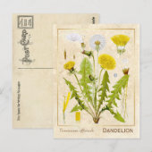 medicinale kruid Dandelion Bloem Botanisch Briefkaart (Voorkant / Achterkant)