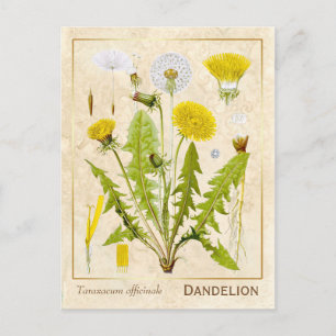  medicinale kruid Dandelion Bloem Botanisch Briefkaart
