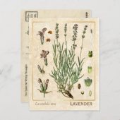medicinale kruidenlavendel Botanisch Briefkaart (Voorkant / Achterkant)