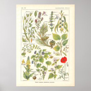 Medicinale Planten Calming Emollient Print in het