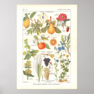 Medicinale Planten Verfrissend Afdruk in het Frans Poster