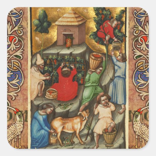 MEDIEVAL GRAPE VINEYARD HARVEST Antiek Grapevine Vierkante Sticker (Voorkant)