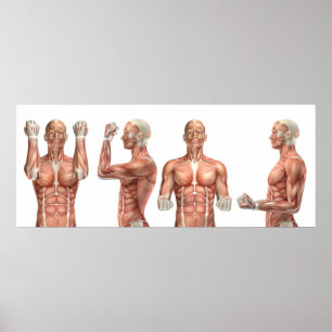 Medisch figuur die elleboogbuiging en -verlenging  poster