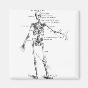 medische anatomie skelet doktersdiagram magneet