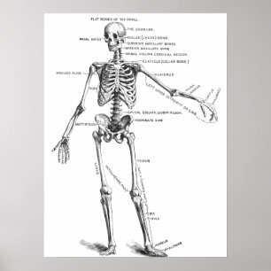 medische anatomie skelet doktersdiagram poster