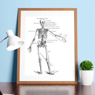  medische anatomie skelet doktersdiagram poster
