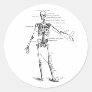  medische anatomie skelet doktersdiagram ronde sticker