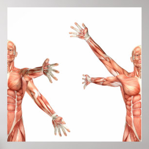 medische figuur met schouderomtrek poster