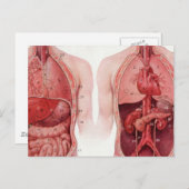  medische illustratie, anatomie briefkaart (Voorkant / Achterkant)