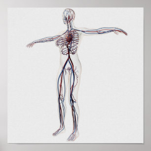 Medische illustratie: Circulatoir Vrouw Systeem 2 Poster