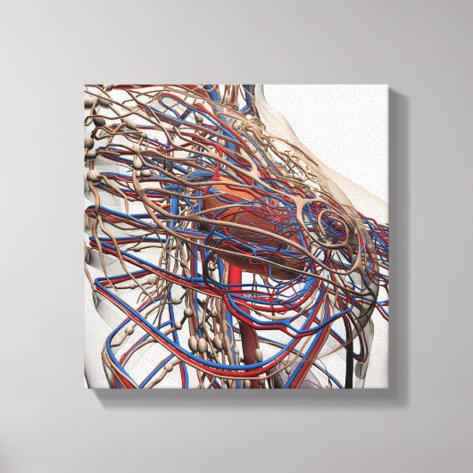 Medische illustratie van de borstslagaders van het canvas afdruk (Voorkant)