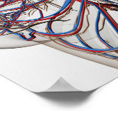 Medische illustratie van de borstslagaders van het poster (Hoek)