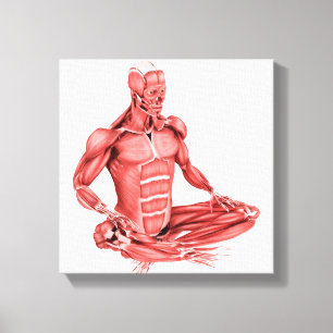 Medische illustratie van de mannelijke spieren canvas afdruk