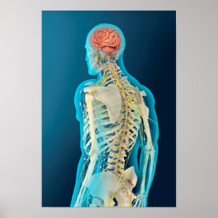 Medische illustratie van de menselijke hersenen en poster