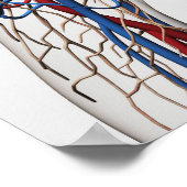 Medische illustratie van de slagaders 1 poster (Hoek)