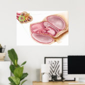 Medische illustratie van Endolymfe Poster (Thuiskantoor)