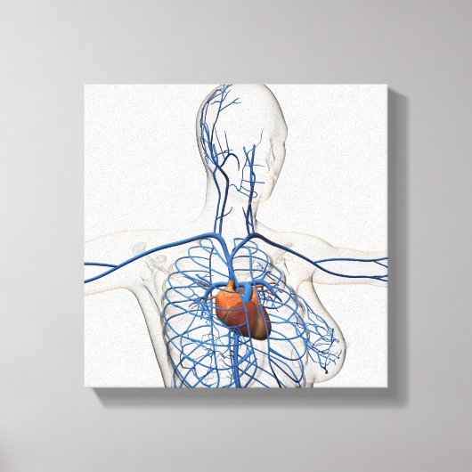 Medische illustratie van het circuitsysteem canvas afdruk (Voorkant)