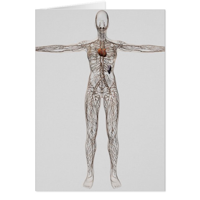 Medische illustratie van het lymfestelsel van het  (Voorkant)