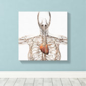 Medische illustratie van het lymfestelsel van het  canvas afdruk (Insitu (Houten vloer))