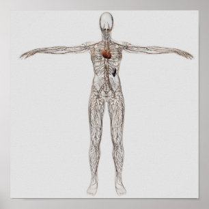 Medische illustratie van het lymfestelsel van het  poster