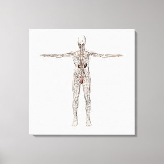 Medische illustratie van het lymfestelsel van mann canvas afdruk