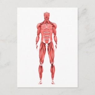 Medische illustratie van het spierstelsel van mann briefkaart