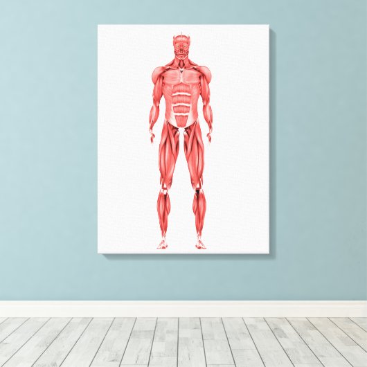 Medische illustratie van het spierstelsel van mann canvas afdruk (Insitu (Houten vloer))