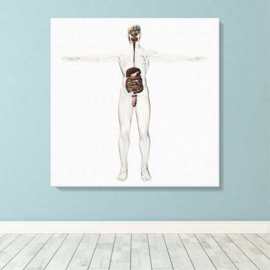 Medische illustratie van het spijsverteringsstelse canvas afdruk (Insitu (Houten vloer))