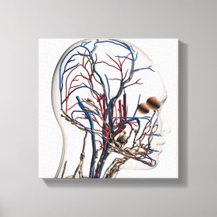 Medische illustratie van hoofdletsels 1 canvas afdruk