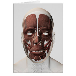 Medische illustratie van mannelijke gezichtsspiere