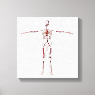 Medische illustratie: Vrouw Circulatoir systeem 3 Canvas Afdruk