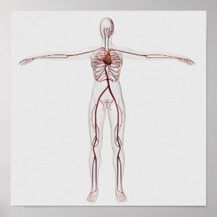 Medische illustratie: Vrouw Circulatoir systeem 3 Poster