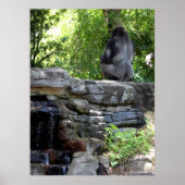 Meditating Silver Back Gorilla Poster (Voorkant)