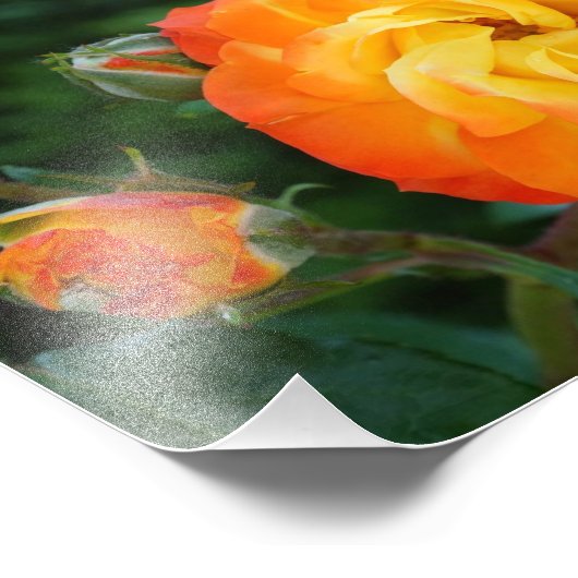 Méditation Rose orange Décor de mur photo (Coin)