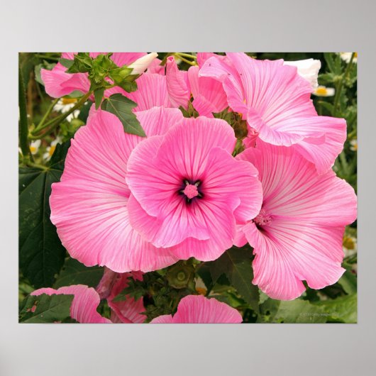 Mediterrane jaarlijkse mallow-bloem. Lavatera Poster (Voorkant)