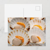 Mediterrane sint-jakobsschelpen briefkaart (Voorkant / Achterkant)