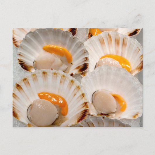 Mediterrane sint-jakobsschelpen briefkaart (Voorkant)