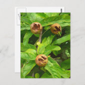 MEDLAR FRUIT BRIEFKAART (Voorkant / Achterkant)