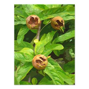 MEDLAR FRUIT FOTO AFDRUK