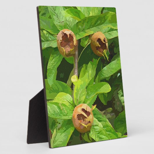 MEDLAR FRUIT FOTOPLAAT (Zijkant)