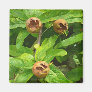 MEDLAR FRUIT MAGNEET