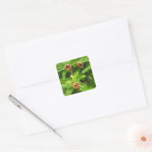 MEDLAR FRUIT VIERKANTE STICKER (Envelop)