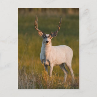 Meeker's White Buck 2 Briefkaart