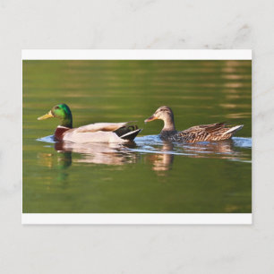 Meel en Vrouw Mallard Ducks zwemmen Briefkaart