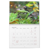 Meer FROGS! Kalender (Jan 2027)
