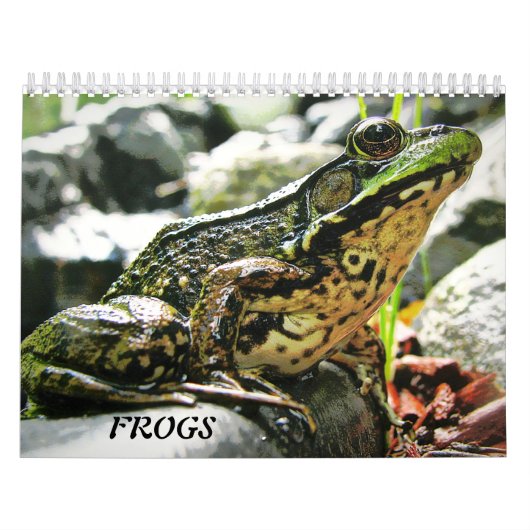 Meer FROGS! Kalender (Hoes)