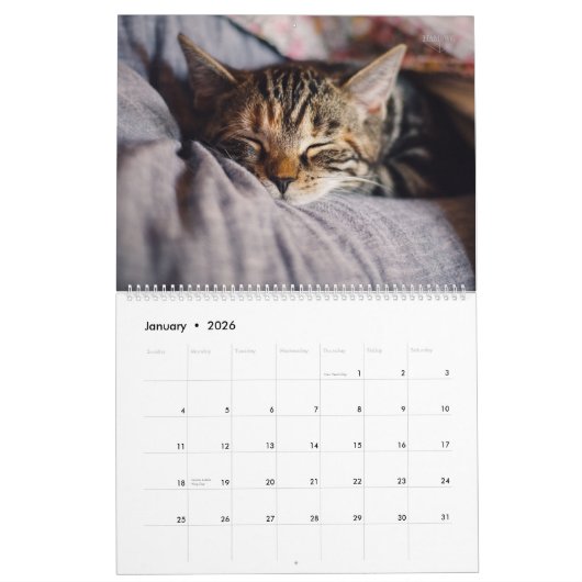 Meer Kittens wandkalender - HAMbyWG Kalender (Jan 2026)