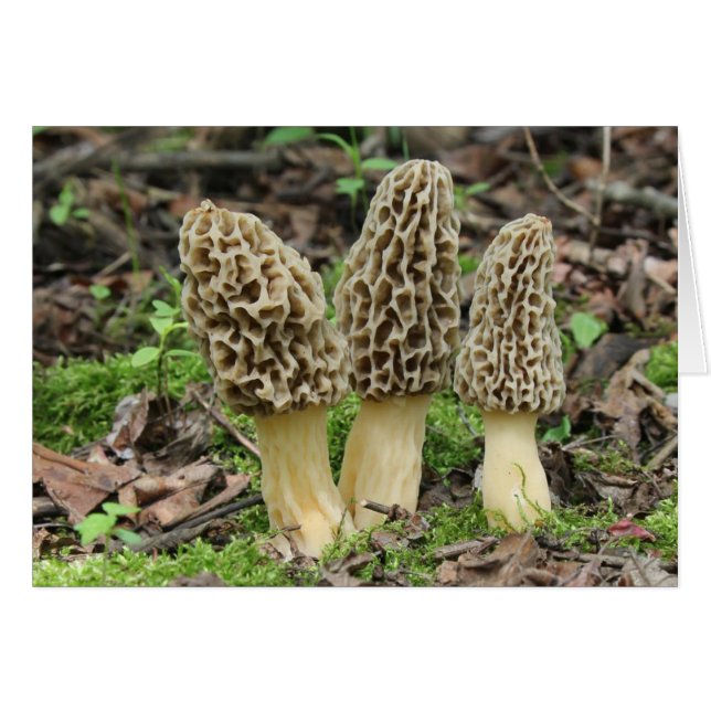 Meer Morels (Voorkant Horizontaal)