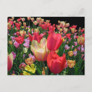Meer tulpen briefkaart