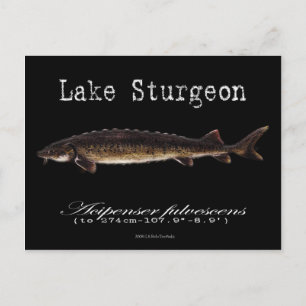 Meer van Sturgeon-Black-Briefkaart Briefkaart